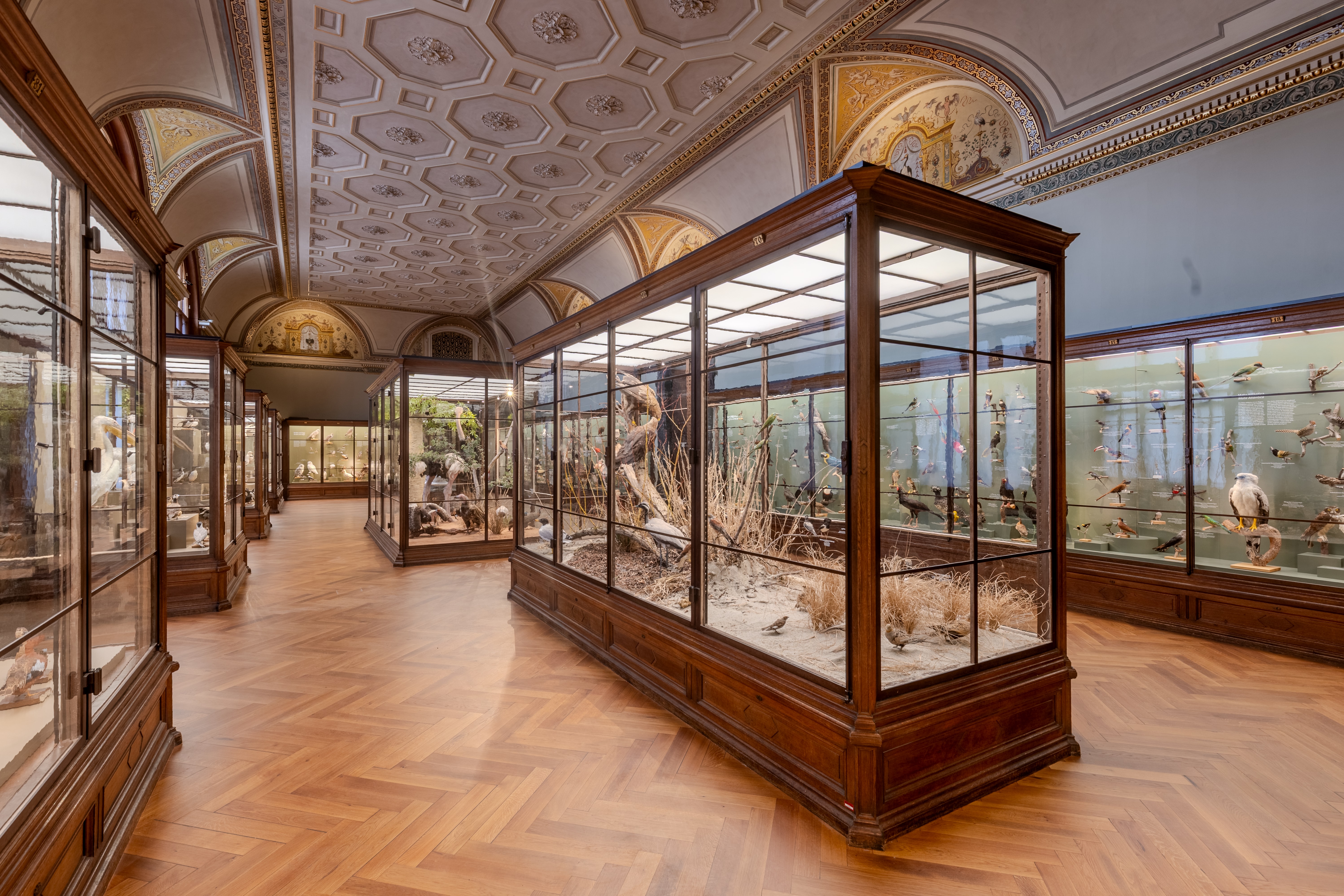 Historischer Ausstellungsraum mit mehreren großen Vitrinen aus Holz und Glas, in denen präparierte Vögel und naturgetreue Landschaftsaufbauten gezeigt werden, unter einer reich verzierten Decke. 